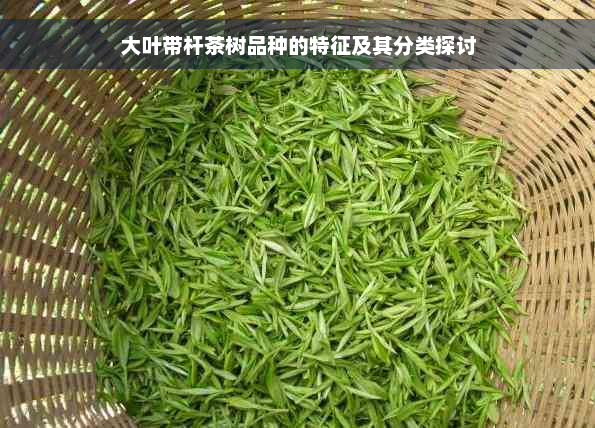 大叶带杆茶树品种的特征及其分类探讨