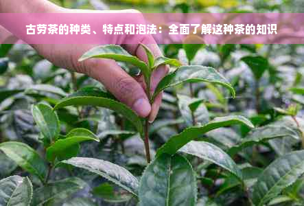 古劳茶的种类、特点和泡法：全面了解这种茶的知识