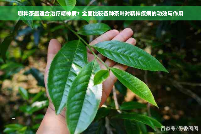 哪种茶最适合治疗精神病？全面比较各种茶叶对精神疾病的功效与作用