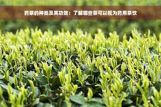 药茶的种类及其功效：了解哪些茶可以视为药用茶饮