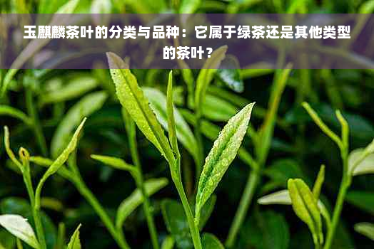 玉麒麟茶叶的分类与品种：它属于绿茶还是其他类型的茶叶？