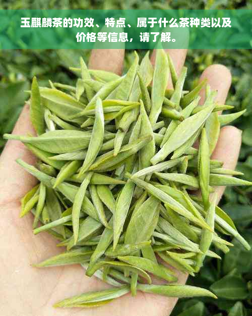 玉麒麟茶的功效、特点、属于什么茶种类以及价格等信息，请了解。