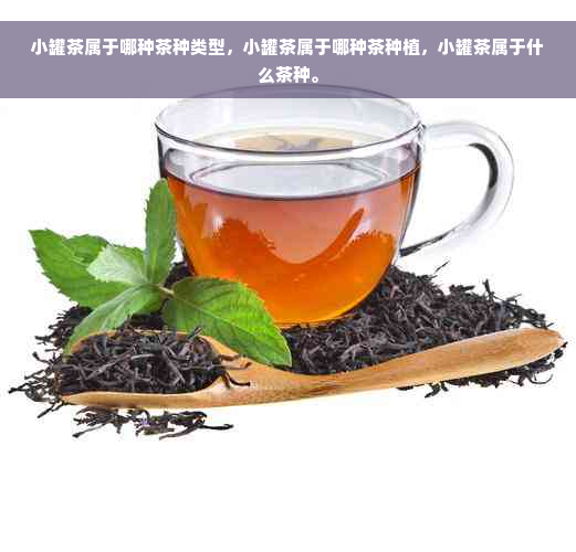 小罐茶属于哪种茶种类型，小罐茶属于哪种茶种植，小罐茶属于什么茶种。