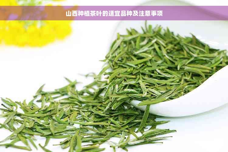 山西种植茶叶的适宜品种及注意事项