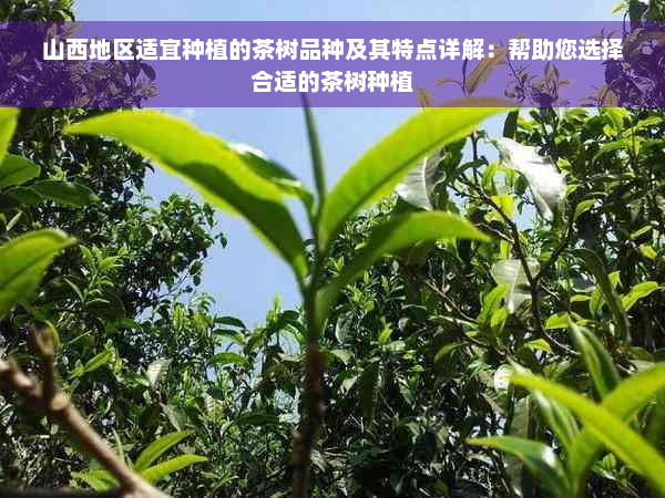 山西地区适宜种植的茶树品种及其特点详解：帮助您选择合适的茶树种植