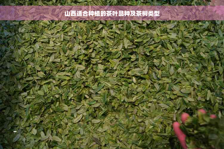 山西适合种植的茶叶品种及茶树类型