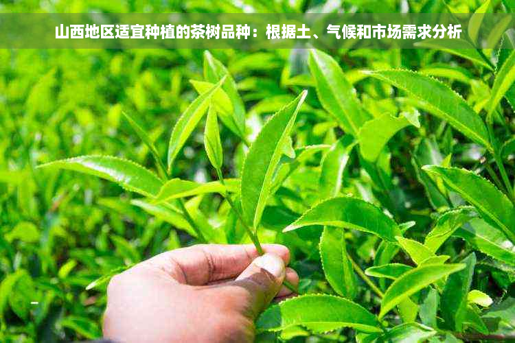 山西地区适宜种植的茶树品种：根据土、气候和市场需求分析