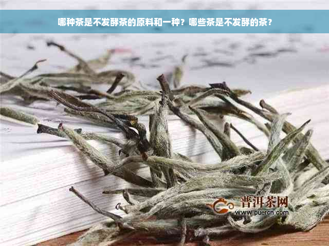 哪种茶是不发酵茶的原料和一种？哪些茶是不发酵的茶？