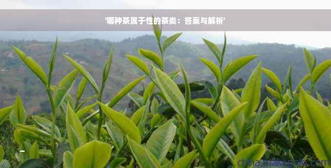 '哪种茶属于性的茶类：答案与解析'