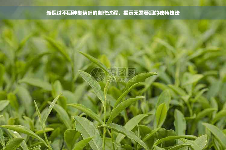 新探讨不同种类茶叶的制作过程，揭示无需萎凋的独特技法