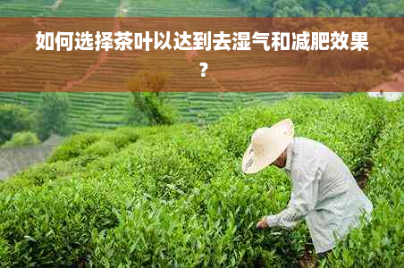 如何选择茶叶以达到去湿气和减肥效果？