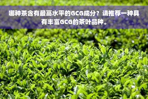 哪种茶含有更高水平的GCG成分？请推荐一种具有丰富GCG的茶叶品种。