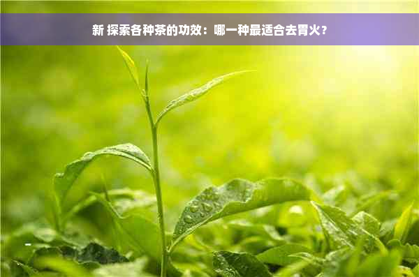 新 探索各种茶的功效：哪一种最适合去胃火？