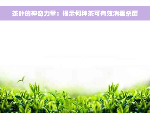 茶叶的神奇力量：揭示何种茶可有效消毒杀菌