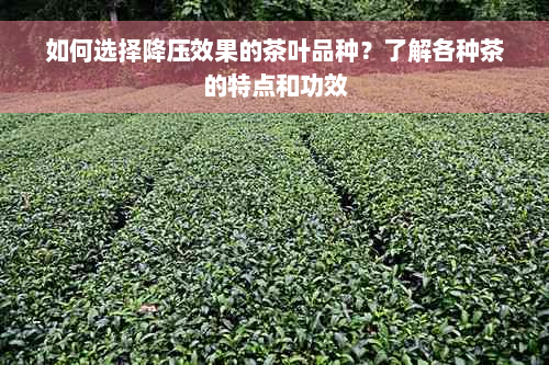 如何选择降压效果的茶叶品种？了解各种茶的特点和功效