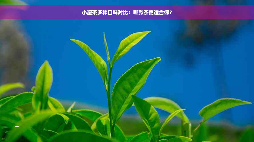 小罐茶多种口味对比：哪款茶更适合你？