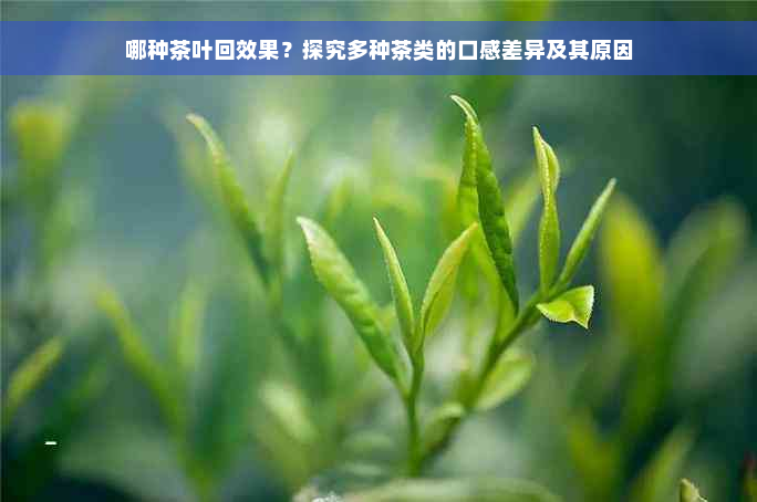 哪种茶叶回效果？探究多种茶类的口感差异及其原因