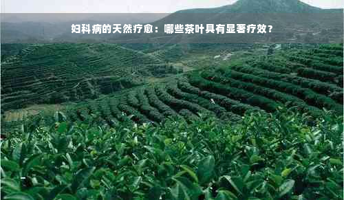 妇科病的天然疗愈：哪些茶叶具有显著疗效？