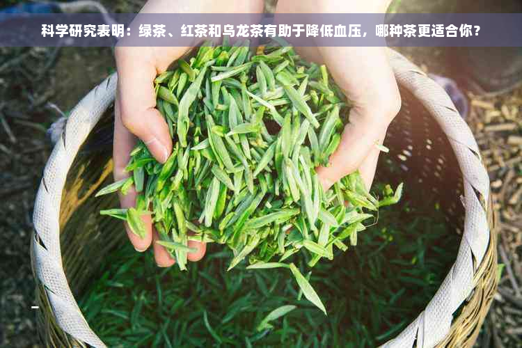 科学研究表明：绿茶、红茶和乌龙茶有助于降低血压，哪种茶更适合你？