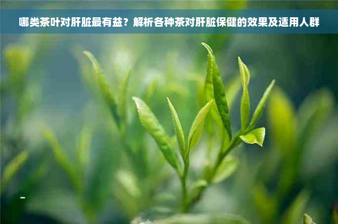 哪类茶叶对肝脏最有益？解析各种茶对肝脏保健的效果及适用人群