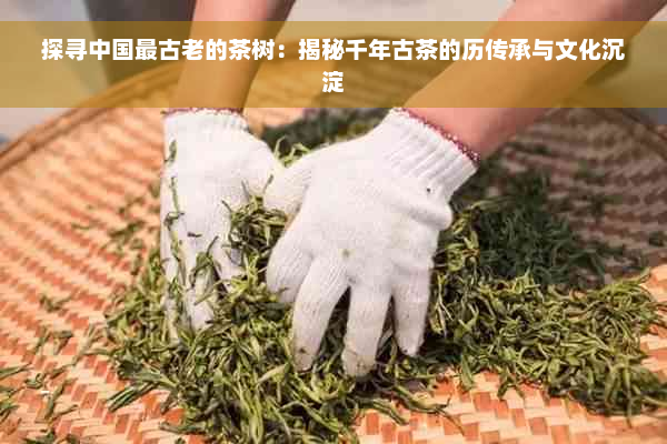 探寻中国最古老的茶树：揭秘千年古茶的历传承与文化沉淀