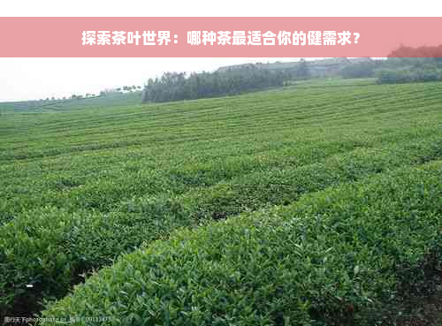 探索茶叶世界：哪种茶最适合你的健需求？