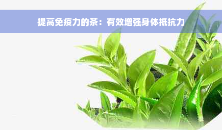 提高免疫力的茶：有效增强身体抵抗力