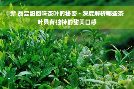 新 品尝甜回味茶叶的秘密 - 深度解析哪些茶叶具有独特的甜美口感