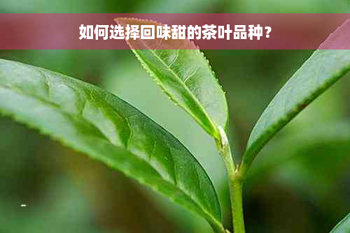 如何选择回味甜的茶叶品种？