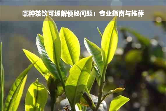 哪种茶饮可缓解便秘问题：专业指南与推荐