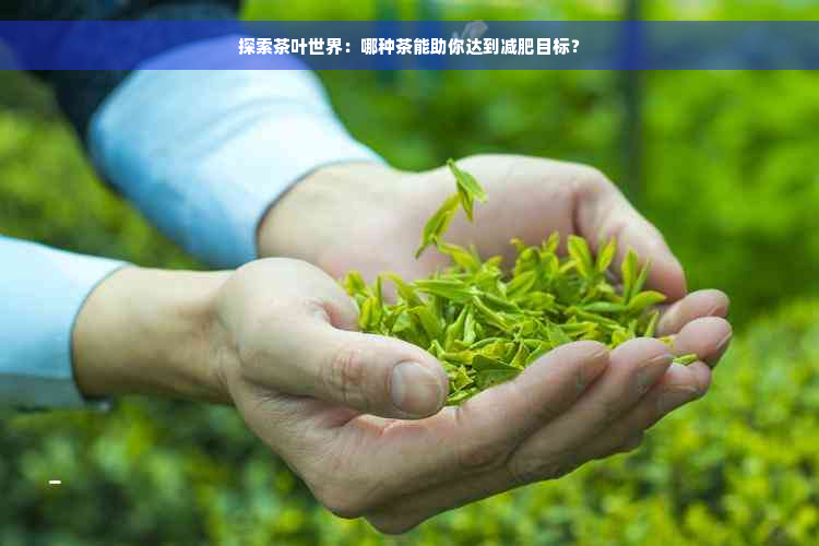 探索茶叶世界：哪种茶能助你达到减肥目标？