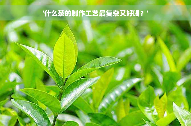 '什么茶的制作工艺最复杂又好喝？'