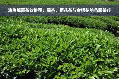 清热解毒茶饮推荐：绿茶、菊花茶与金银花的药膳茶疗