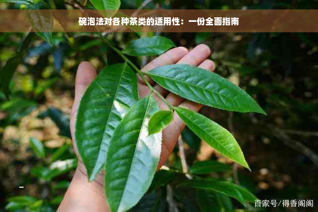 碗泡法对各种茶类的适用性：一份全面指南