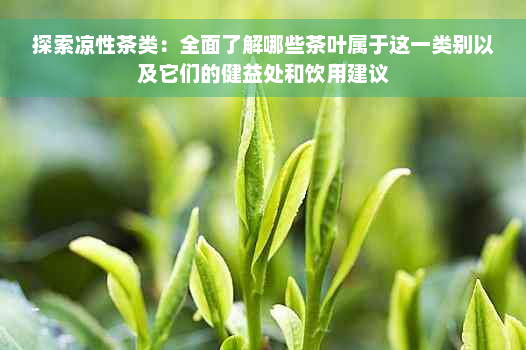 探索凉性茶类：全面了解哪些茶叶属于这一类别以及它们的健益处和饮用建议