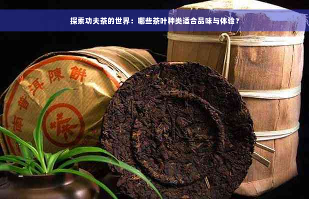 探索功夫茶的世界：哪些茶叶种类适合品味与体验？