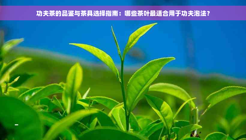 功夫茶的品鉴与茶具选择指南：哪些茶叶最适合用于功夫泡法？