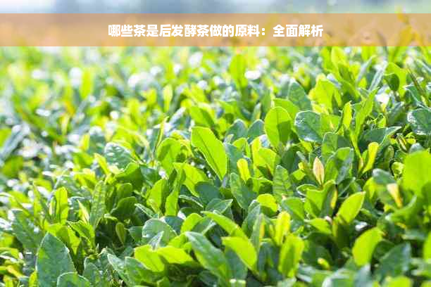 哪些茶是后发酵茶做的原料：全面解析