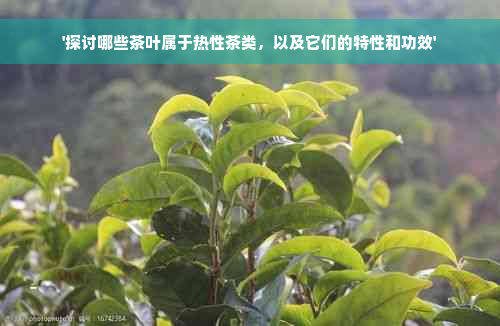 '探讨哪些茶叶属于热性茶类，以及它们的特性和功效'