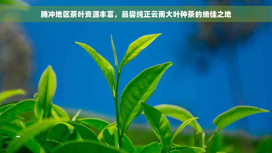 腾冲地区茶叶资源丰富，品尝纯正云南大叶种茶的绝佳之地