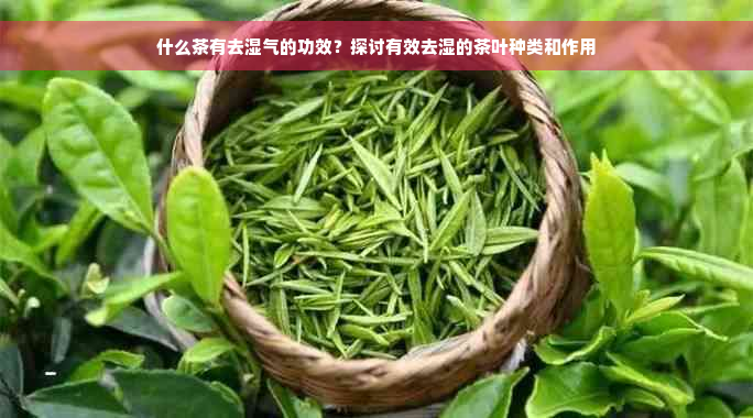 什么茶有去湿气的功效？探讨有效去湿的茶叶种类和作用