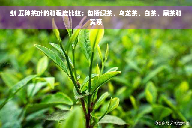 新 五种茶叶的和程度比较：包括绿茶、乌龙茶、白茶、黑茶和黄茶