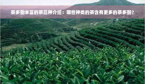 茶多酚丰富的茶品种介绍：哪些种类的茶含有更多的茶多酚？