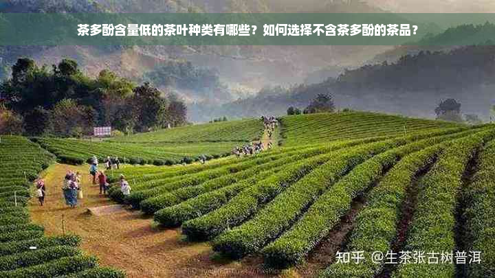 茶多酚含量低的茶叶种类有哪些？如何选择不含茶多酚的茶品？