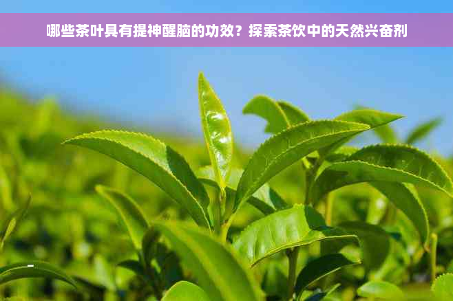 哪些茶叶具有提神醒脑的功效？探索茶饮中的天然 *** 