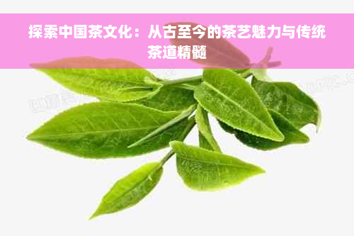 探索中国茶文化：从古至今的茶艺魅力与传统茶道精髓