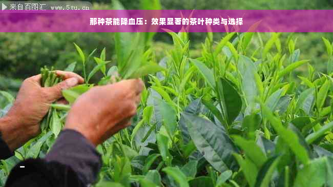 那种茶能降血压：效果显著的茶叶种类与选择