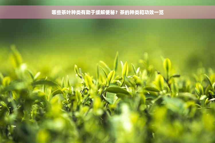 哪些茶叶种类有助于缓解便秘？茶的种类和功效一览