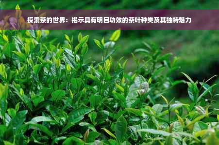 探索茶的世界：揭示具有明目功效的茶叶种类及其独特魅力