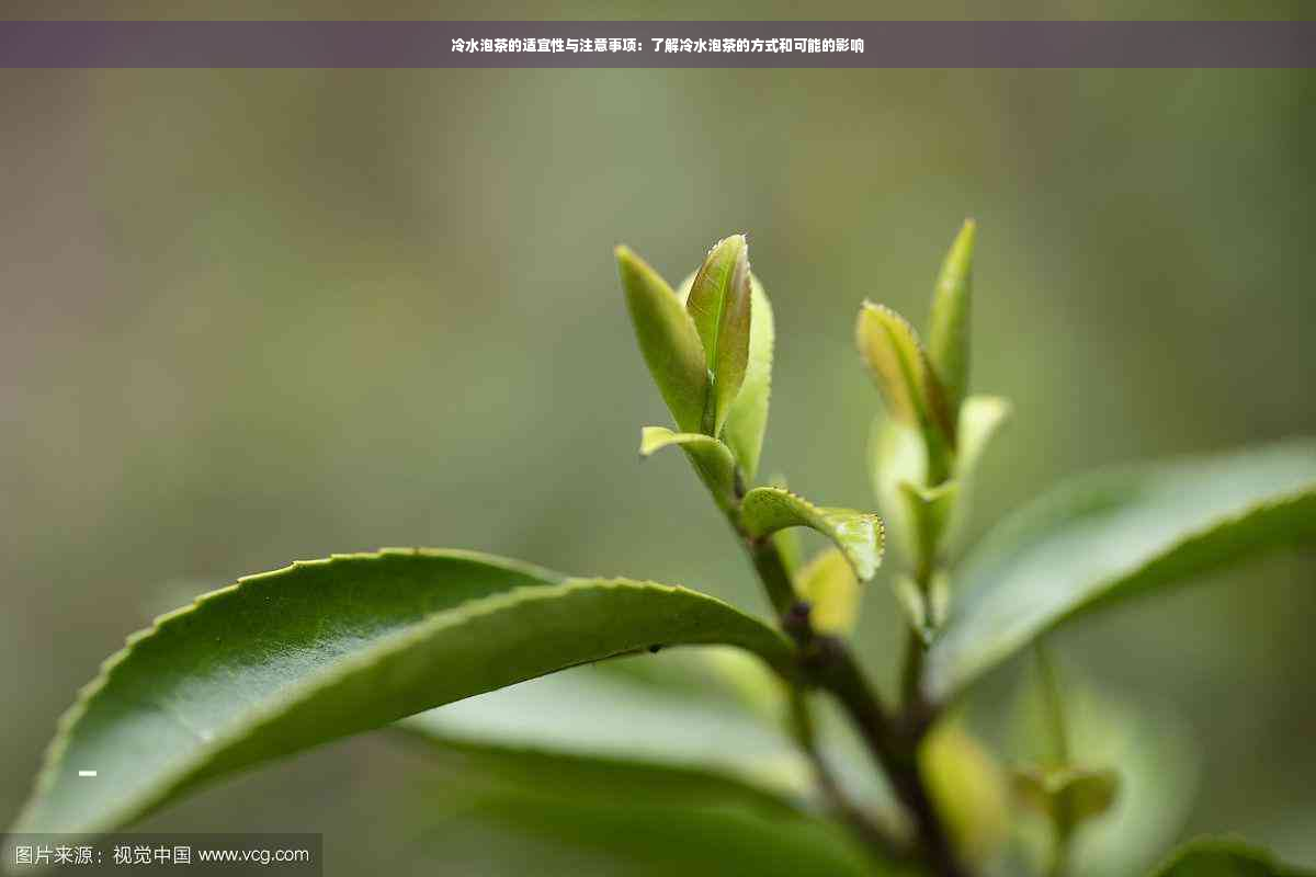 冷水泡茶的适宜性与注意事项：了解冷水泡茶的方式和可能的影响